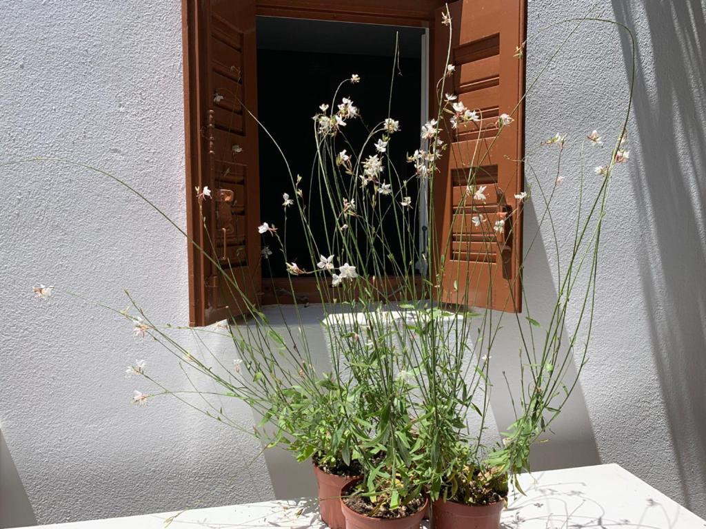 Dominique & Carlos Place Mykonos Town Buitenkant foto